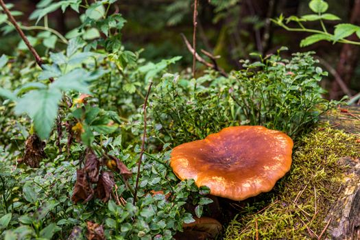 The beautiful nature reserve Wilhelmsdorf Pfrunger Ried in Upper Swabia near Ravensburg and Lake Constance