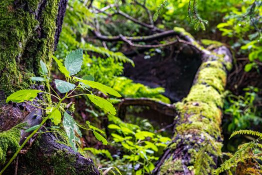 The beautiful nature reserve Wilhelmsdorf Pfrunger Ried in Upper Swabia near Ravensburg and Lake Constance