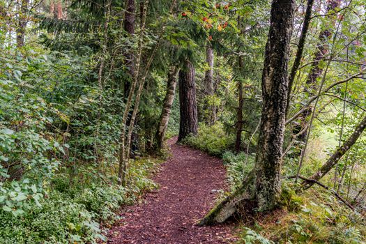 The beautiful nature reserve Wilhelmsdorf Pfrunger Ried in Upper Swabia near Ravensburg and Lake Constance