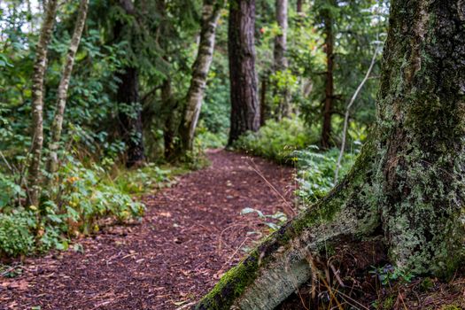 The beautiful nature reserve Wilhelmsdorf Pfrunger Ried in Upper Swabia near Ravensburg and Lake Constance