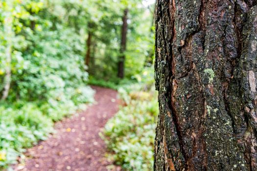 The beautiful nature reserve Wilhelmsdorf Pfrunger Ried in Upper Swabia near Ravensburg and Lake Constance