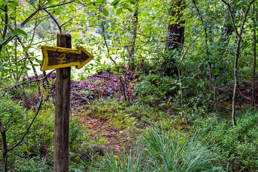 The beautiful nature reserve Wilhelmsdorf Pfrunger Ried in Upper Swabia near Ravensburg and Lake Constance