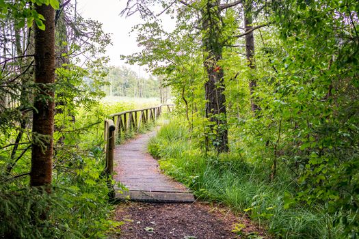 The beautiful nature reserve Wilhelmsdorf Pfrunger Ried in Upper Swabia near Ravensburg and Lake Constance