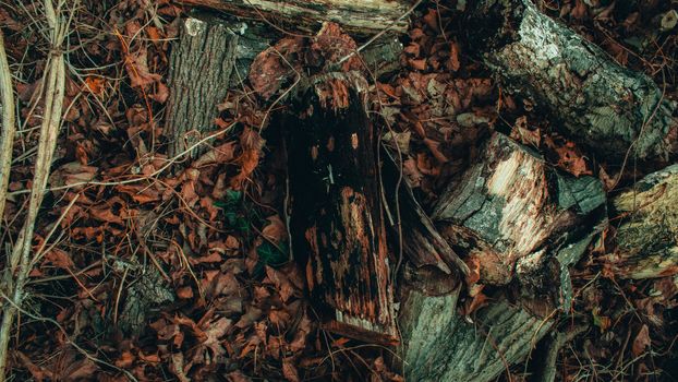 A Group of Freshly Cut Logs in a Forest During Autumn