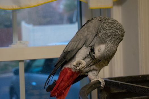 An African Gray Parrot Plucking Her Breast Feathers on Top of Her Cage