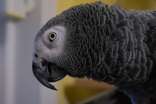 A Close-Up Shot of an African Gray Parrot With a Yellow Wall Behind Her