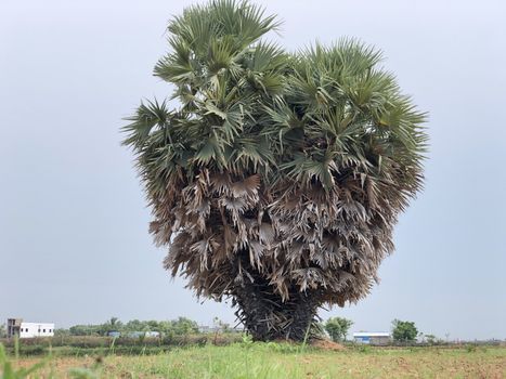 Beautiful view of isolated palmyra palm tree grown in the agriculture field in village
