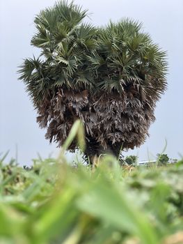Beautiful view of isolated palmyra palm tree grown in the agriculture field in village