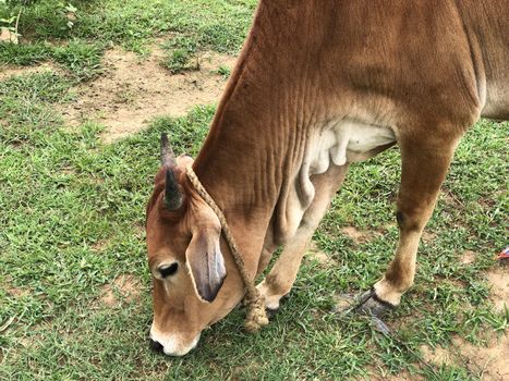 Beautiful view of calf eating the grass in the farms near the village in tamil nadu