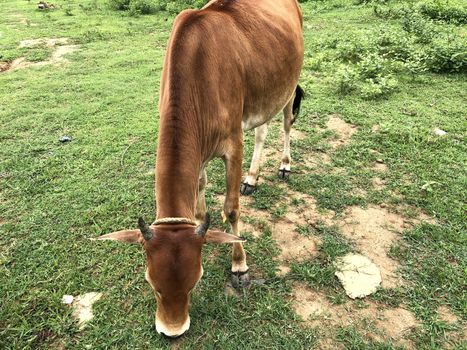 Beautiful view of calf eating the grass in the farms near the village in tamil nadu