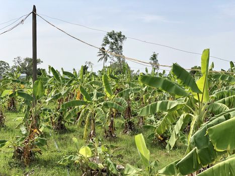 Beautiful view of banana crop cultivated in the farming lands in village side