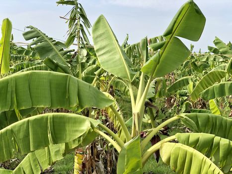 Beautiful view of banana crop cultivated in the farming lands in village side