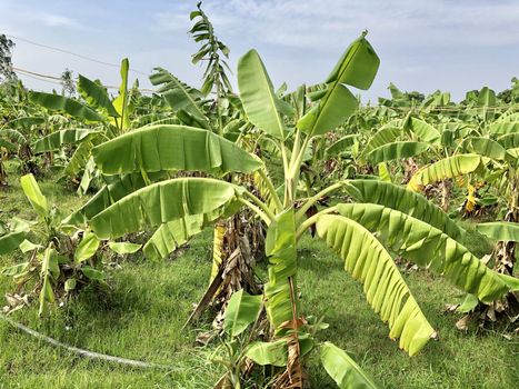 Beautiful view of banana crop cultivated in the farming lands in village side