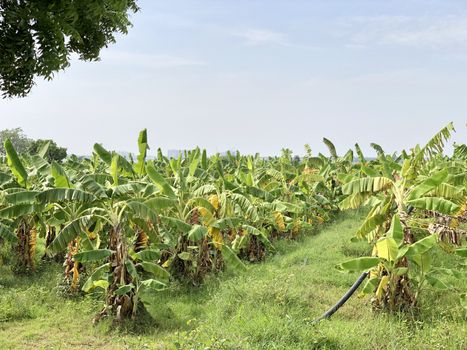 Beautiful view of banana crop cultivated in the farming lands in village side