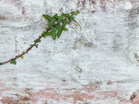 Close-up of an ivy branch on a background of old weathered wood.