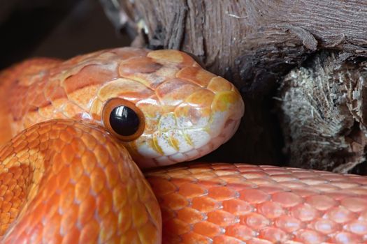 Super macro close up of young juvenile pet corn snake poking face out from vibrantly colored coils. Dark plain background with great detail.