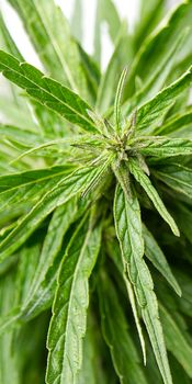 Fresh marijuana plant close-up. Cannabis green ripe Plant