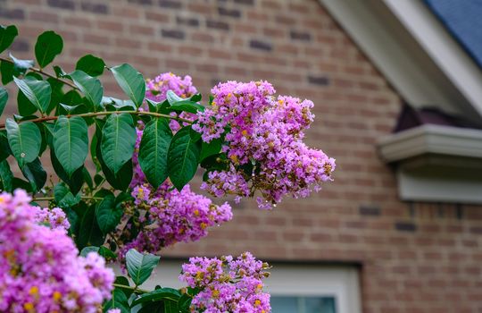 Pink Crepe Myrtle in Rain with drops on blooms
