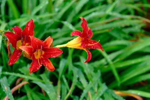 Beautiful tiger lily blooms wet with rain drops after a rain