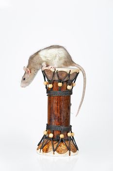 Rat and drum on an isolated studio background