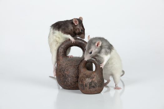 Two rats and two old weights on an isolated studio background