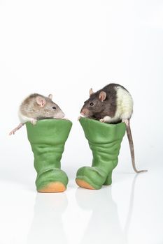 Two rats and toy ceramic boots on an isolated studio background