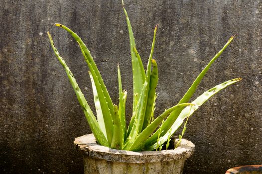 House plant tubers. Houseplant aloe vera plant with green leaves in direct sunlight against grungy isolated background. Design element. Copy space room for text.