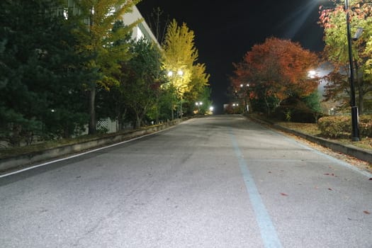 Night view of a paved pedestrian way or walk way with trees on sides for public walk