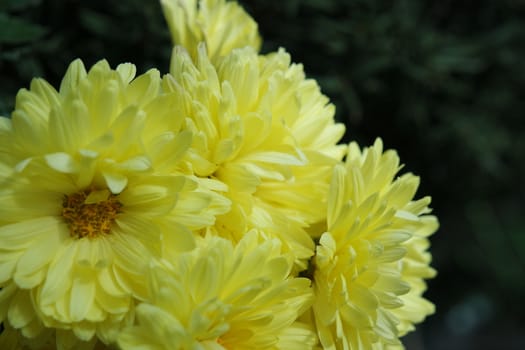 Closeup view of lovely yellow flower against a green leaves blurred background. This flower is found in South Korea.