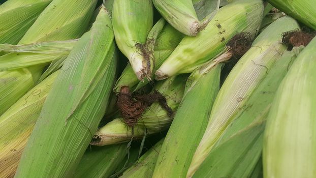 Closeup view of pile of corncob surrounded with green leaves. A pile of green corncob placed in market for sale. Corncob background for advertisements and texts.