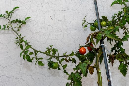 Tomato plant with green and red tomatoes. The plant is growing up with help of steel pole