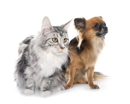 long hair chihuahua and maine coon in front of white background