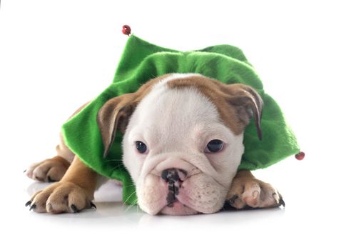 christmas puppy english bulldog in front of white background