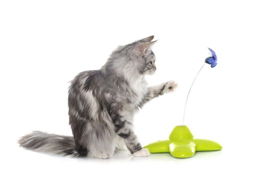 playing maine coon cat in front of white background