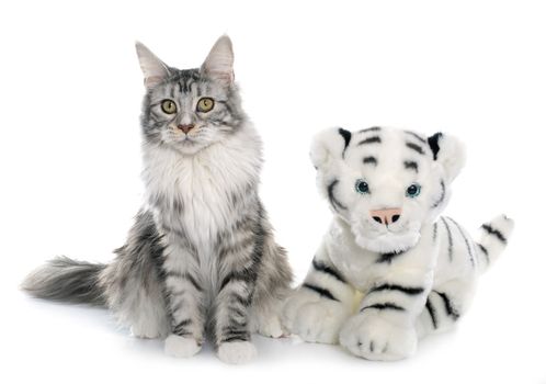 maine coon cat and toy in front of white background