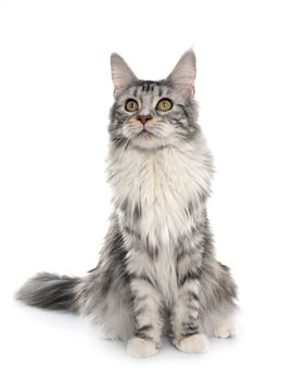 maine coon cat in front of white background