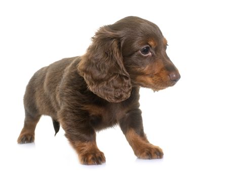 long hair dachshund in front of white background