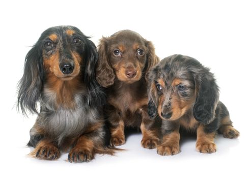 three dachshund in front of white background