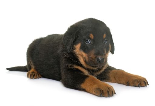 beauceron puppy in front of white background