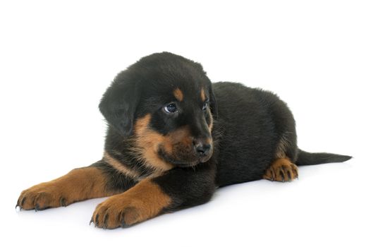 beauceron puppy in front of white background