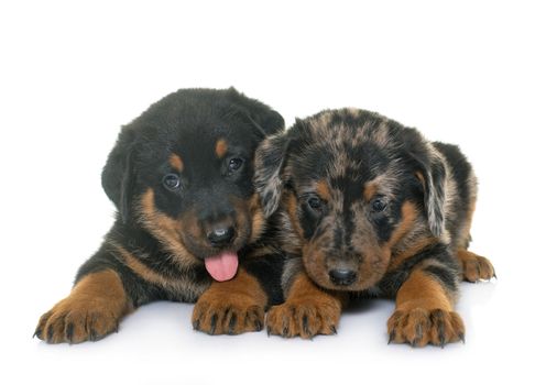 beauceron puppies in front of white background