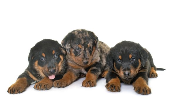 beauceron puppies in front of white background