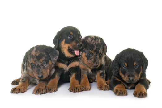 beauceron puppies in front of white background