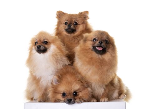 young pomeranians in front of white background