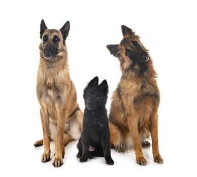  three belgian shepherds in front of white background