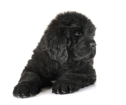 puppy newfoundland dog in front of white background