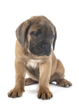 puppy italian mastiff in front of white background