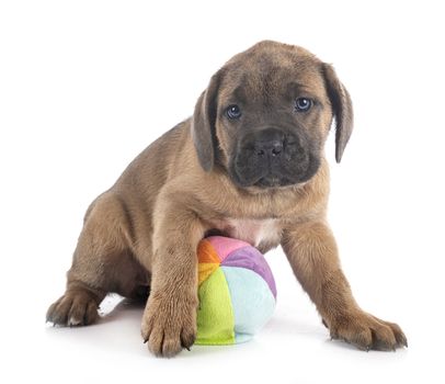 puppy italian mastiff in front of white background