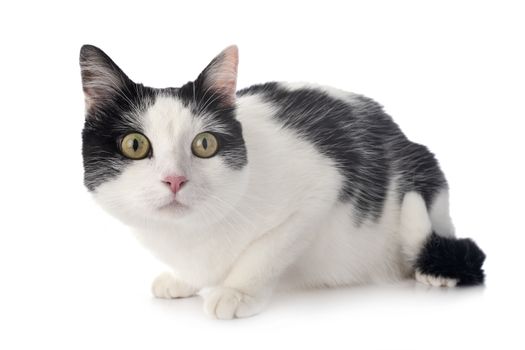 stray cat in front of white background