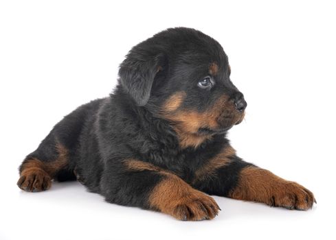 puppy rottweiler in front of white background